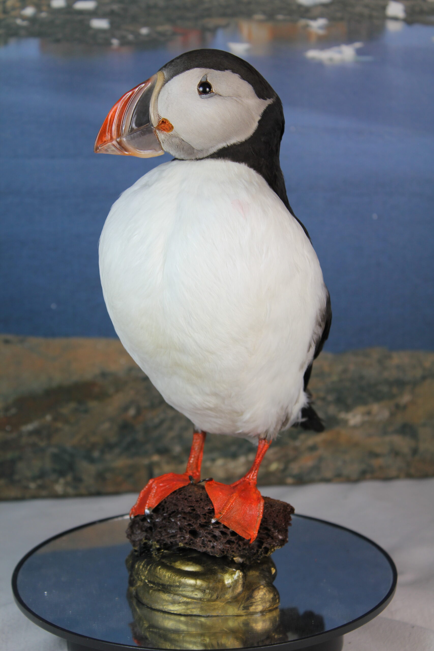 Puffin # 8. Taxidermy - Image 7