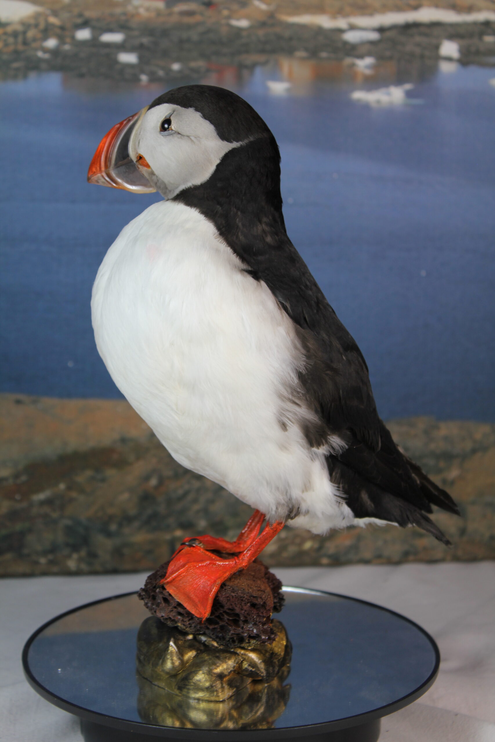 Puffin # 8. Taxidermy - Image 8