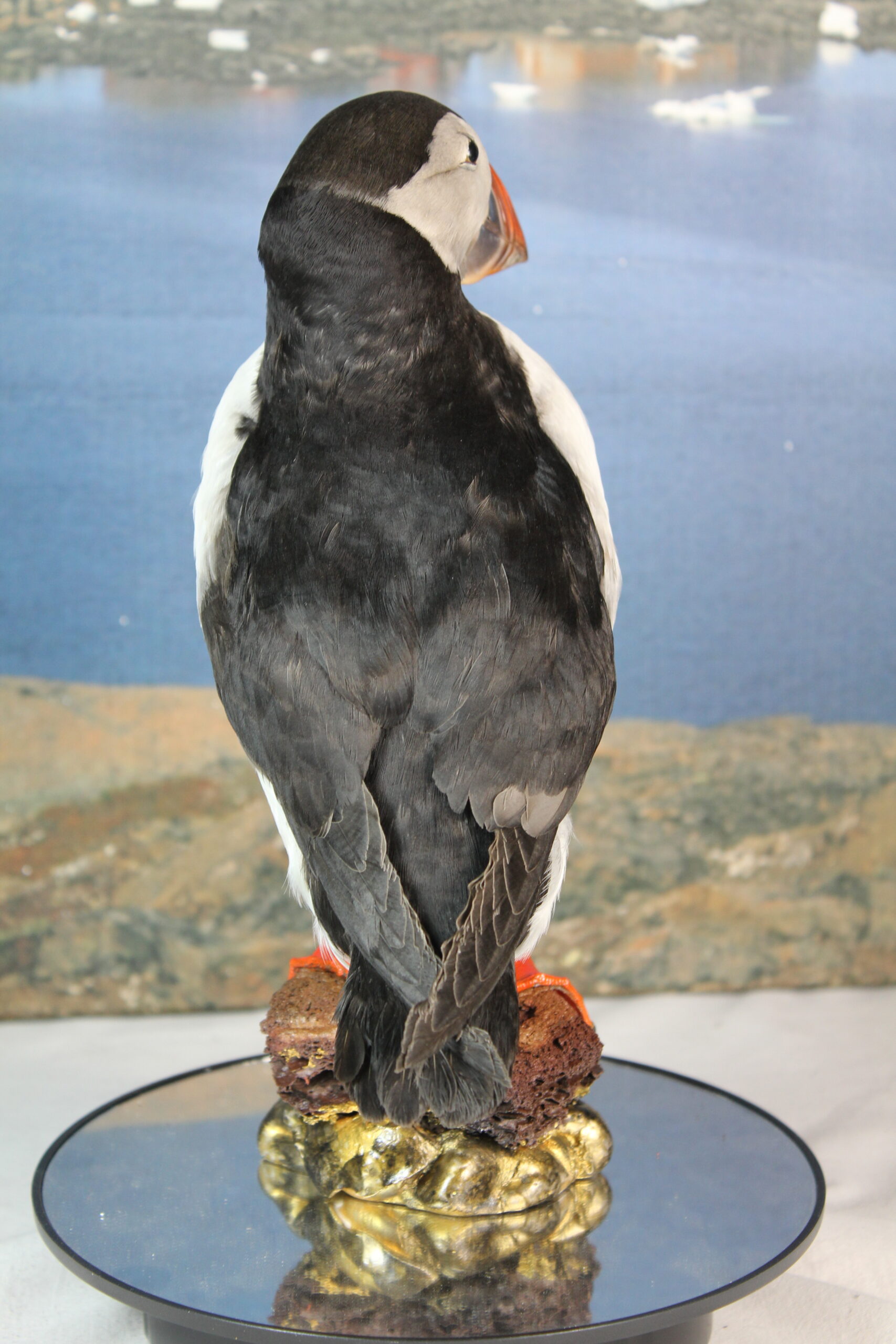 Puffin # 8. Taxidermy - Image 9