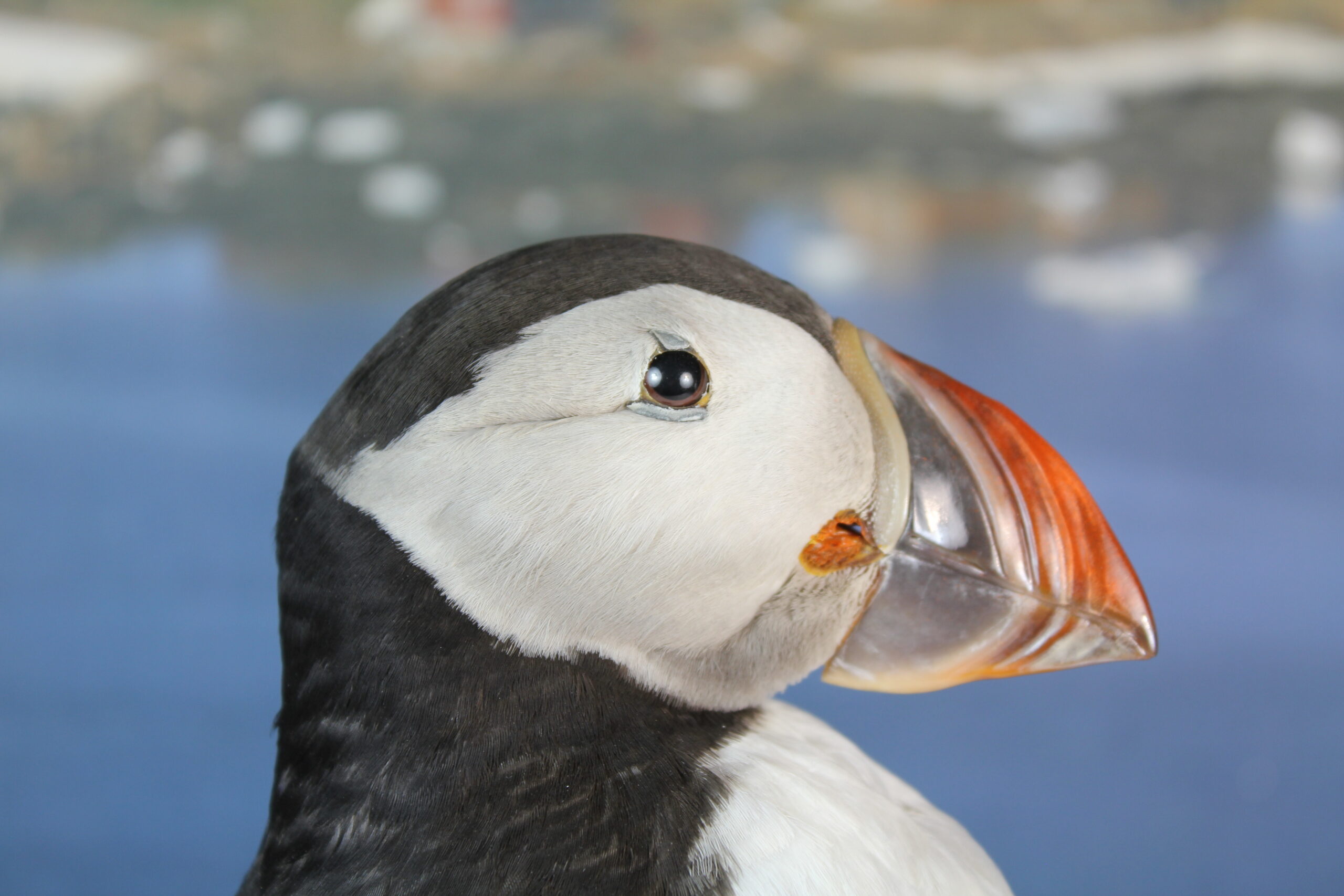 Puffin # 8. Taxidermy - Image 4