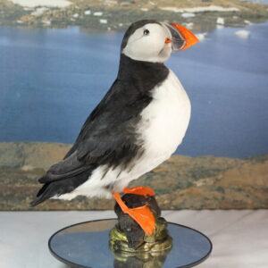Puffin # 10. Taxidermy