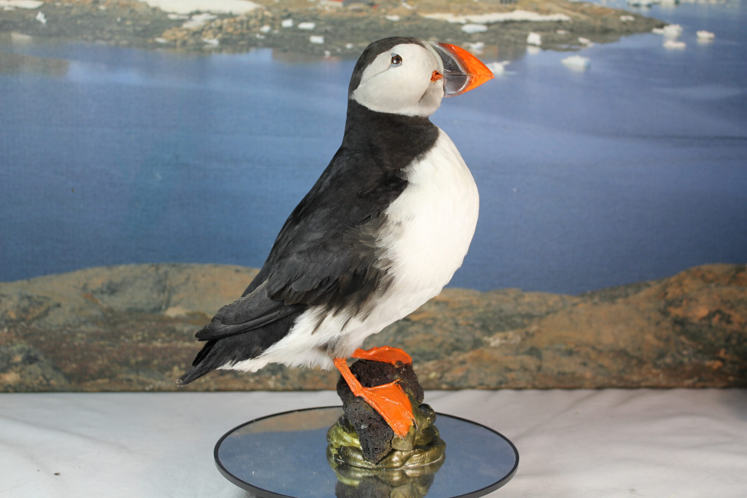 Puffin # 10. Taxidermy