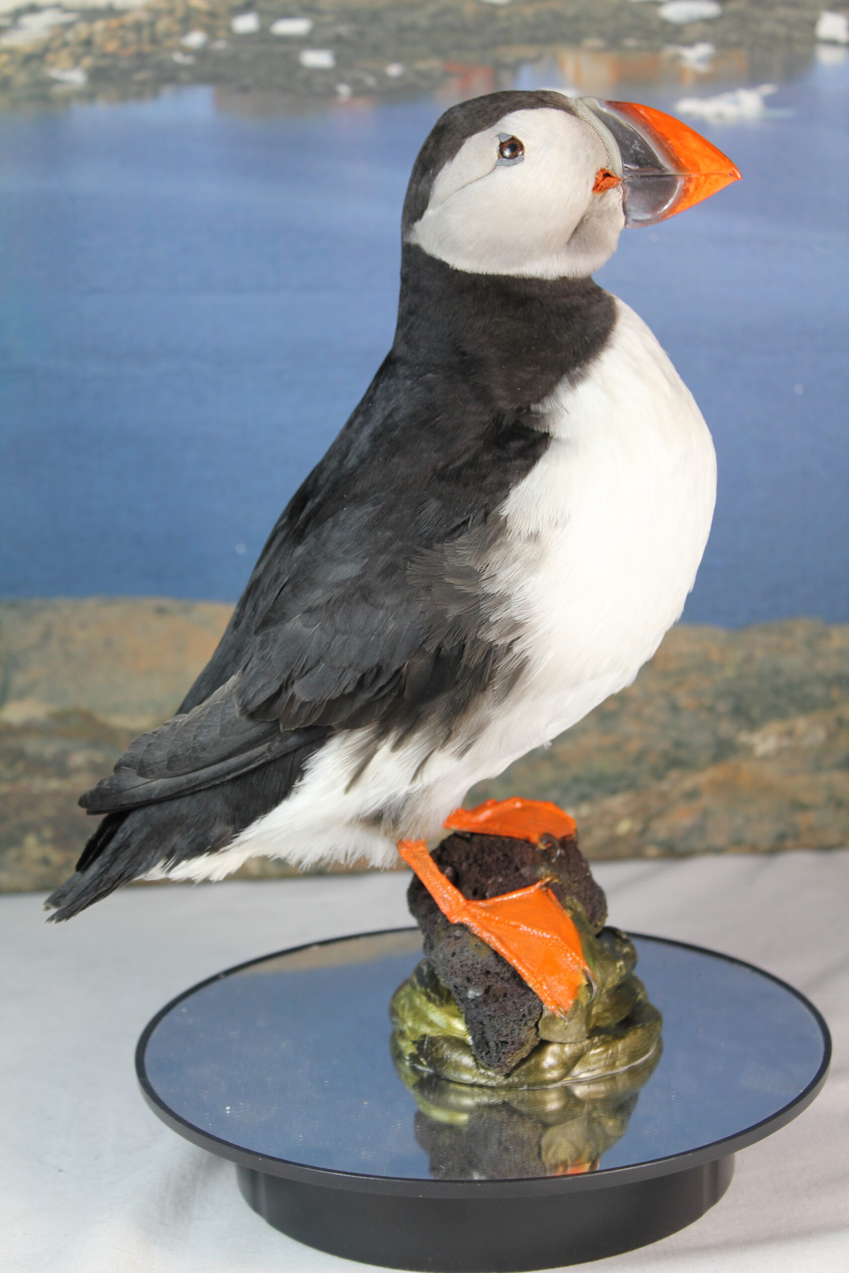 Puffin # 10. Taxidermy - Image 3