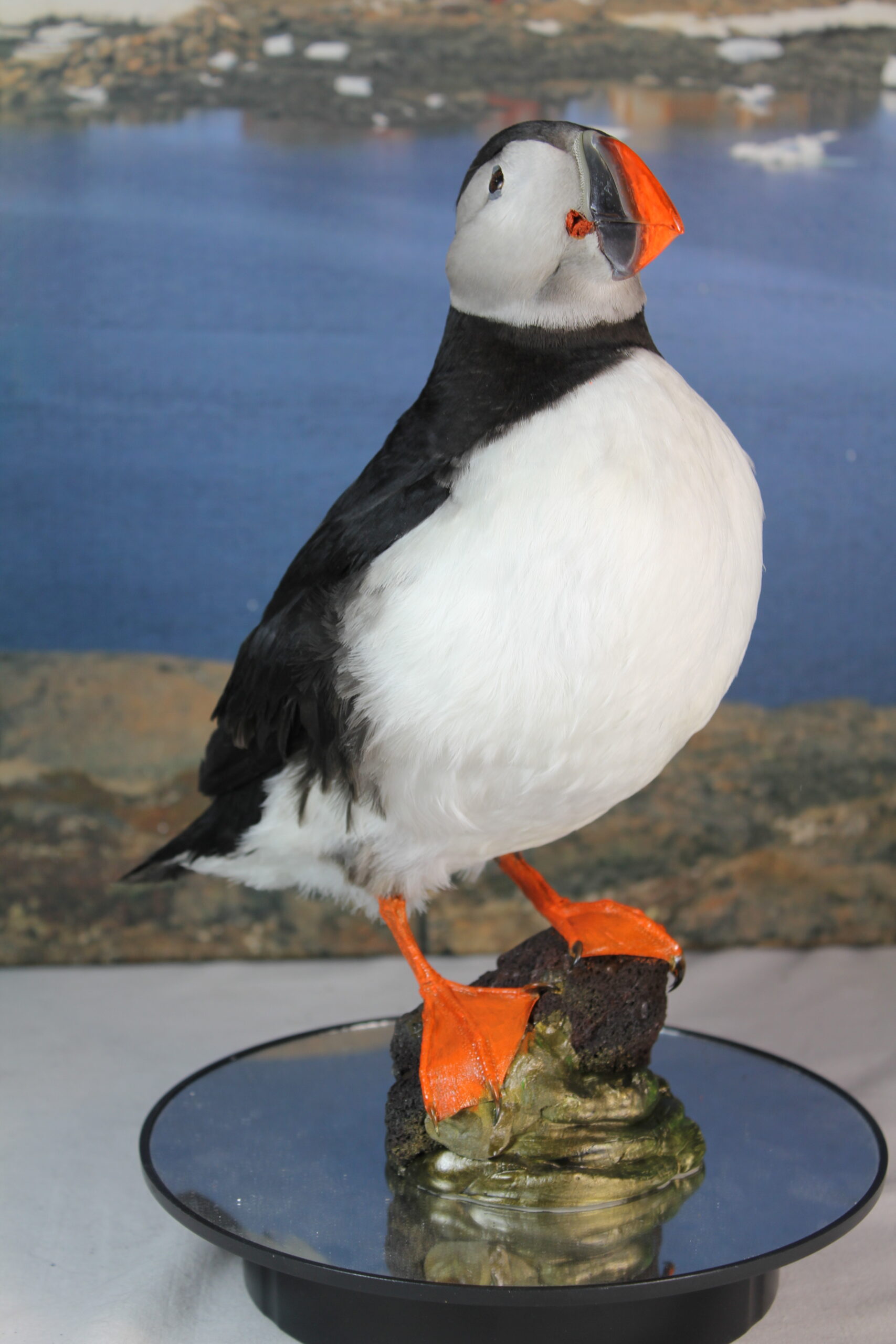Puffin # 10. Taxidermy - Image 4