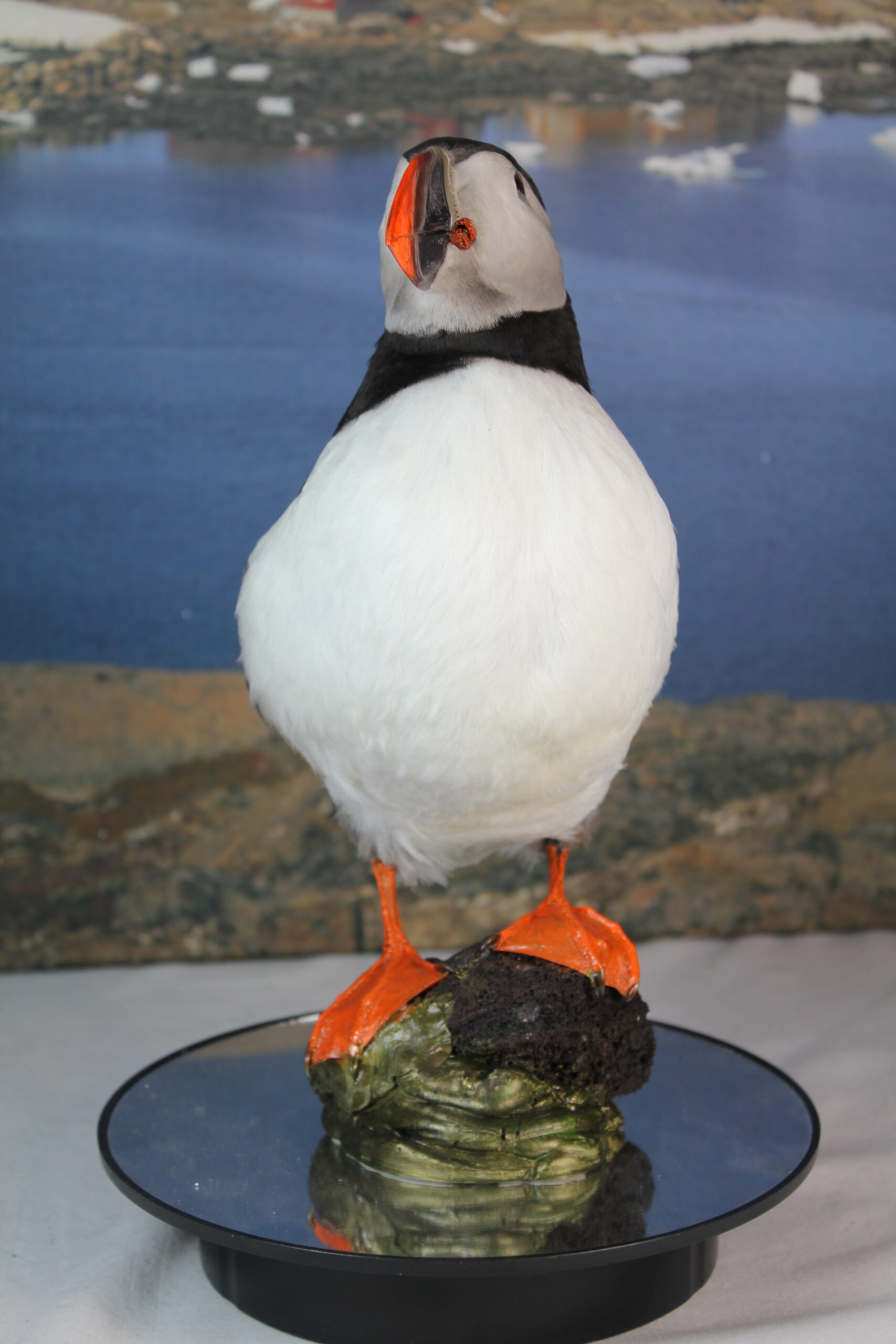 Puffin # 10. Taxidermy - Image 5