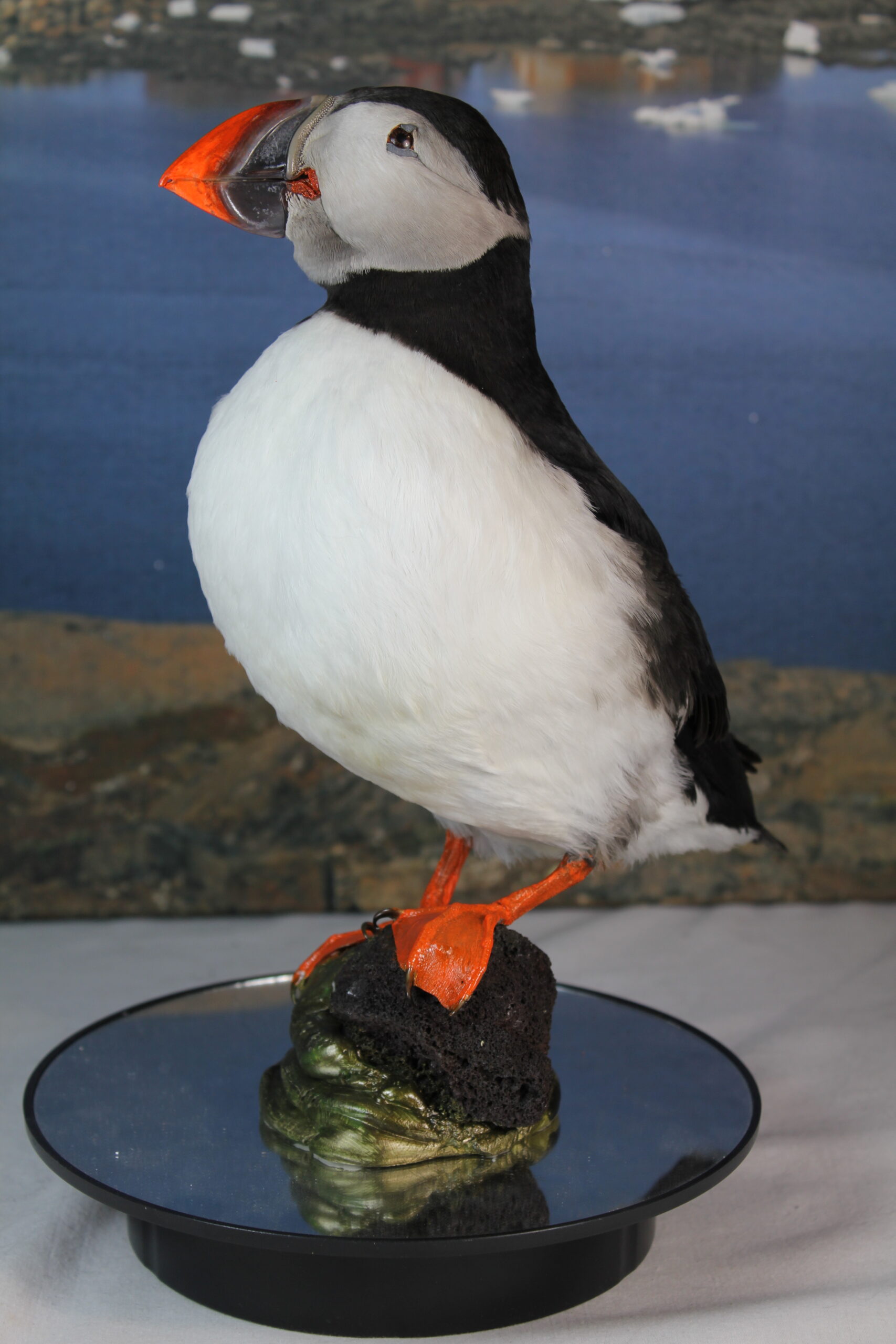 Puffin # 10. Taxidermy - Image 7