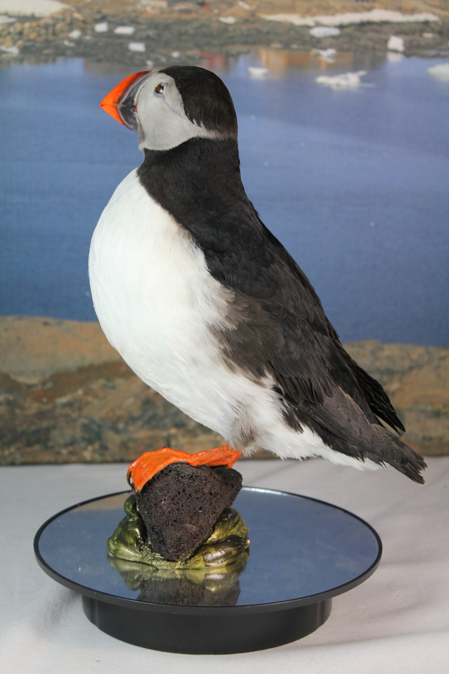 Puffin # 10. Taxidermy - Image 8