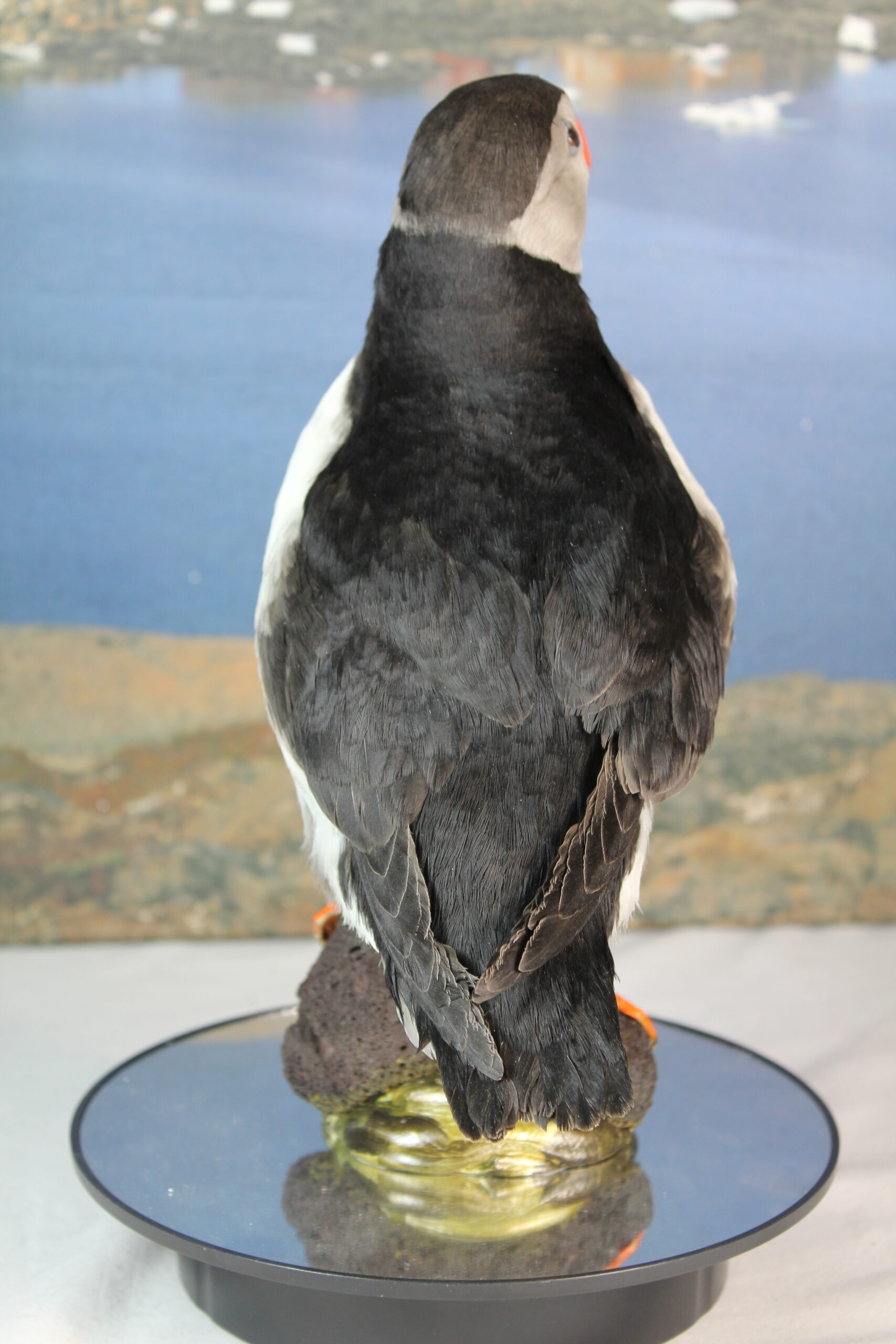 Puffin # 10. Taxidermy - Image 9
