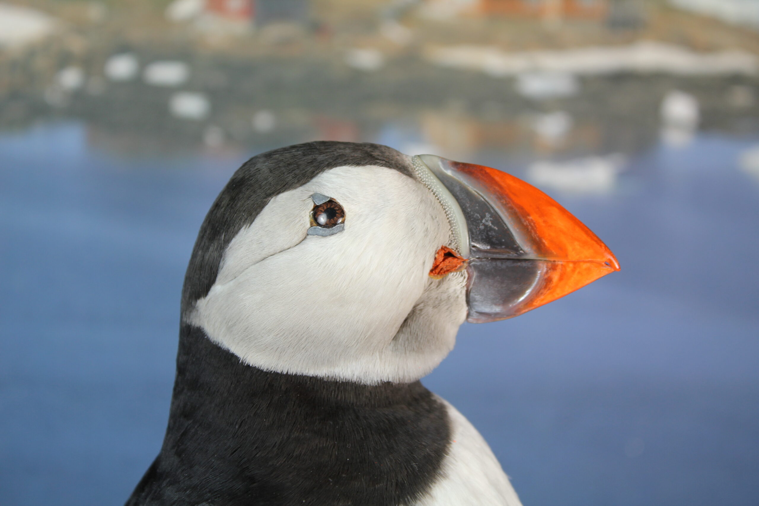 Puffin # 10. Taxidermy - Image 6