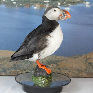 Puffin # 9. Taxidermy