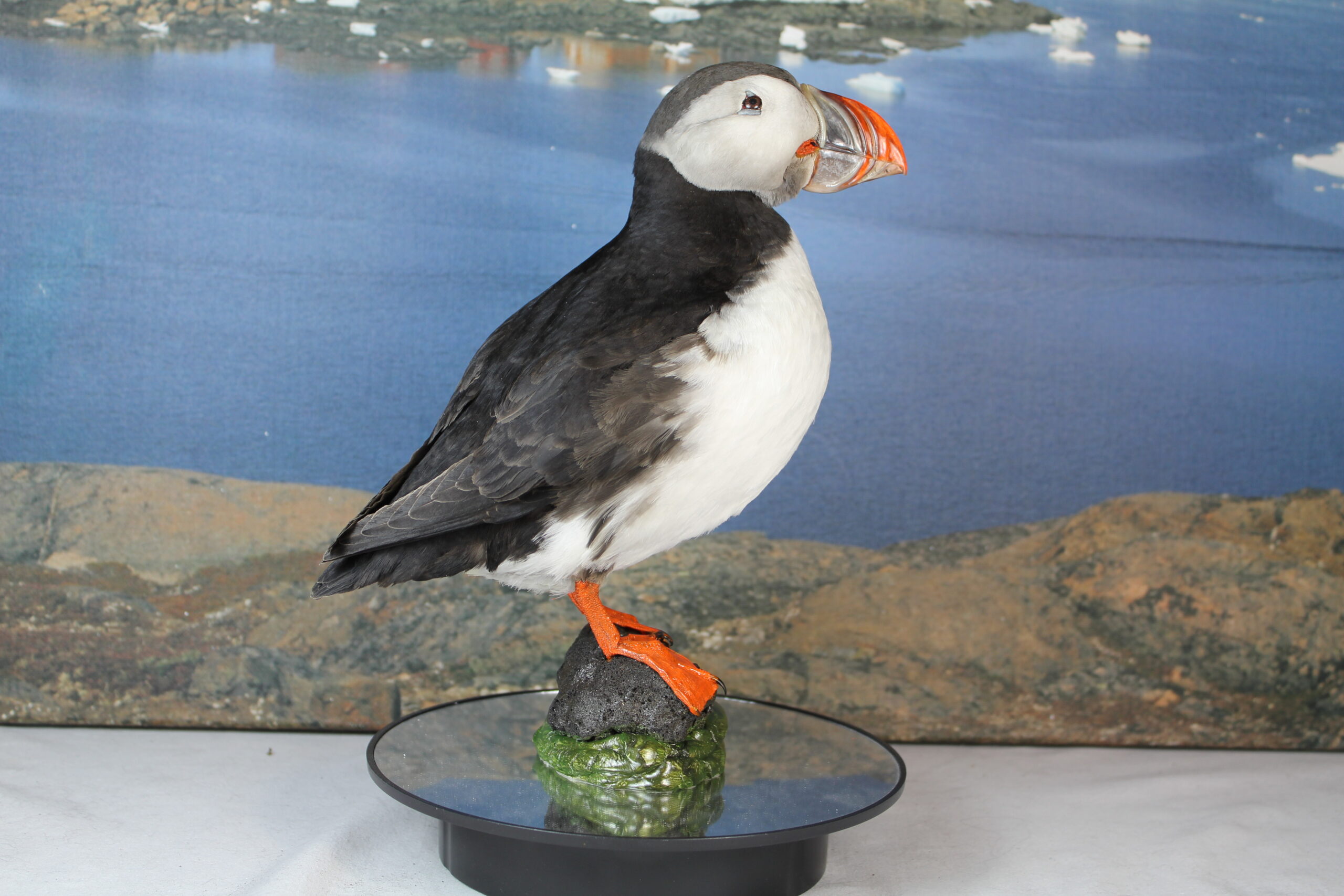 Puffin # 9. Taxidermy