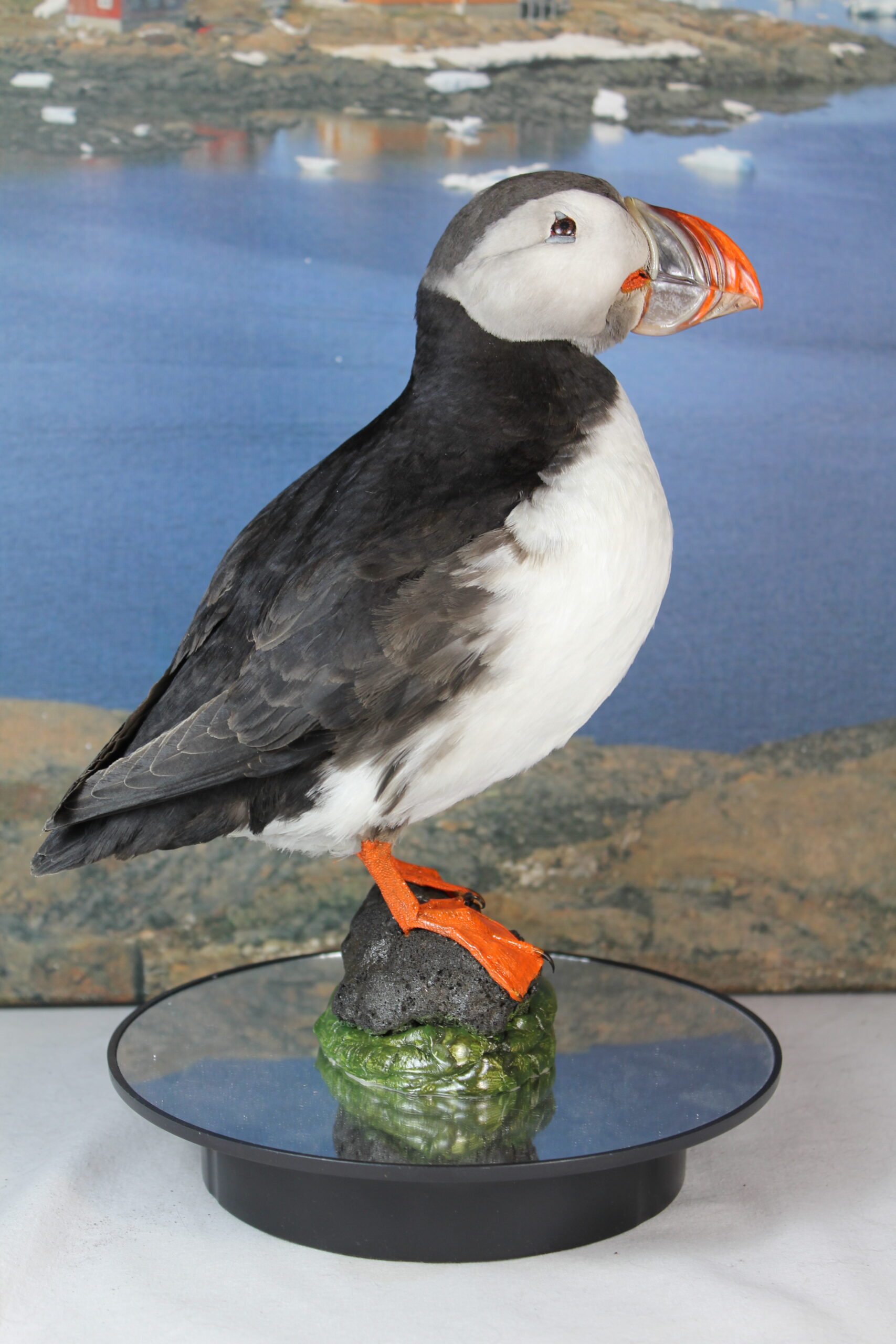 Puffin # 9. Taxidermy - Image 3