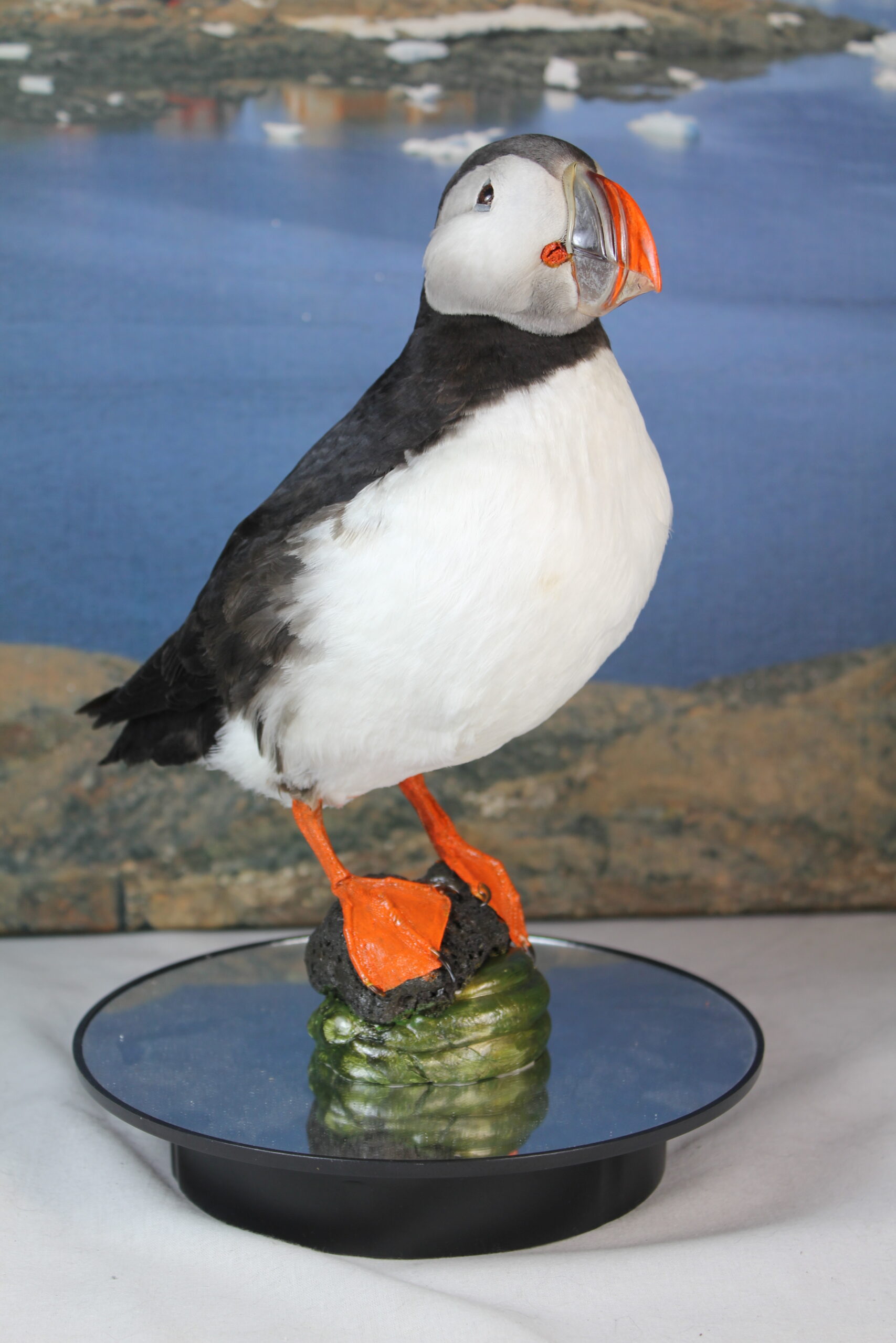 Puffin # 9. Taxidermy - Image 4