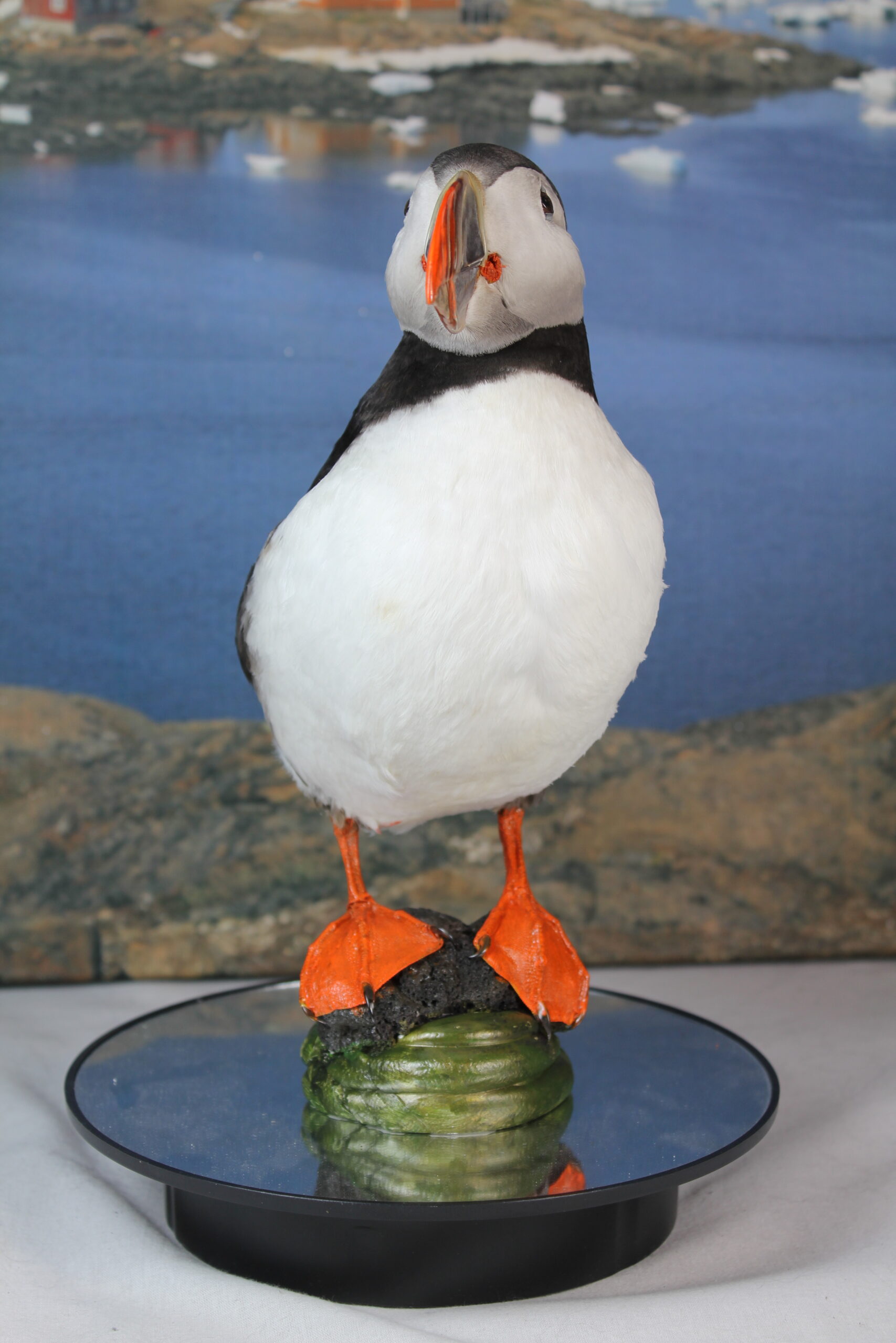 Puffin # 9. Taxidermy - Image 5
