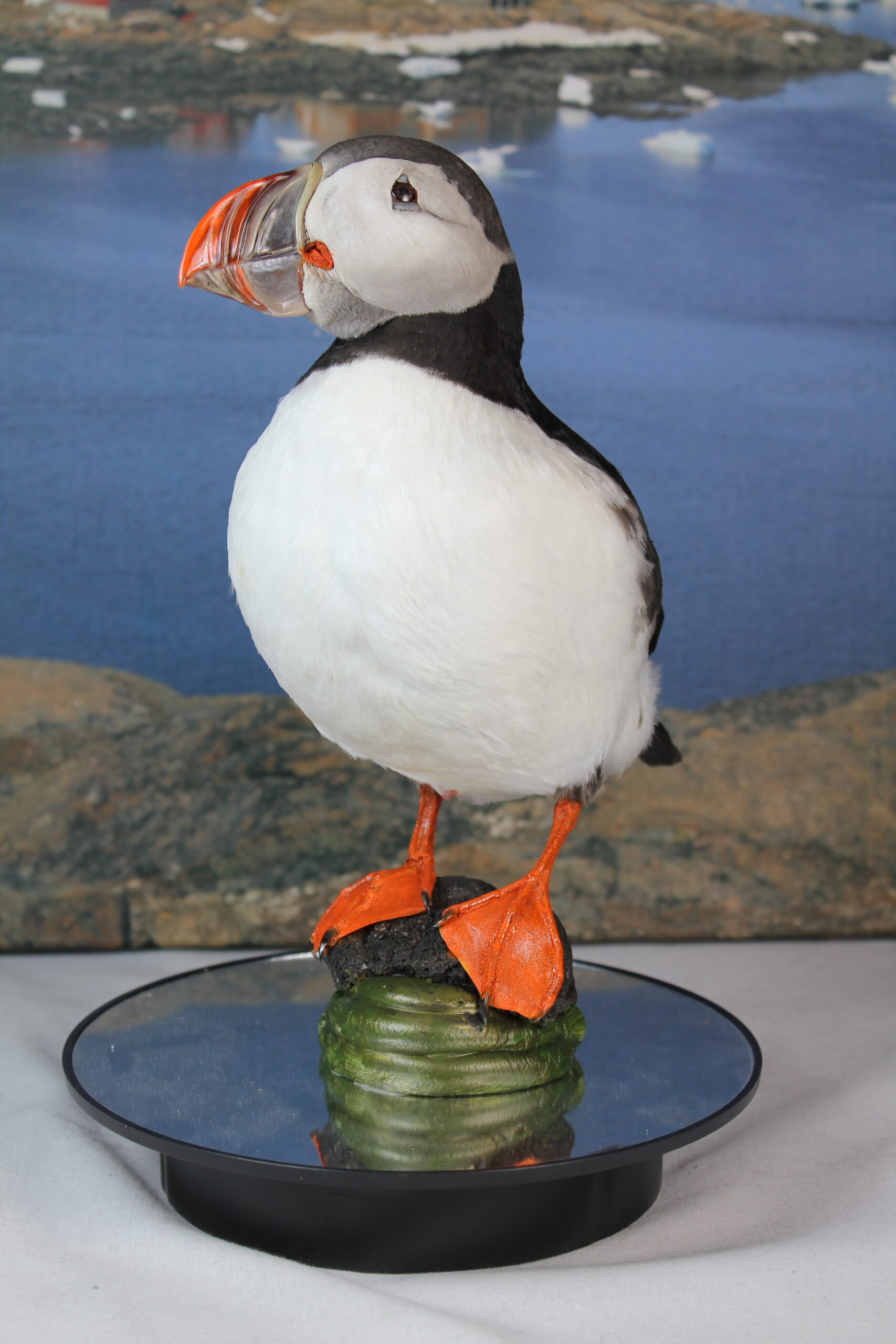 Puffin # 9. Taxidermy - Image 7