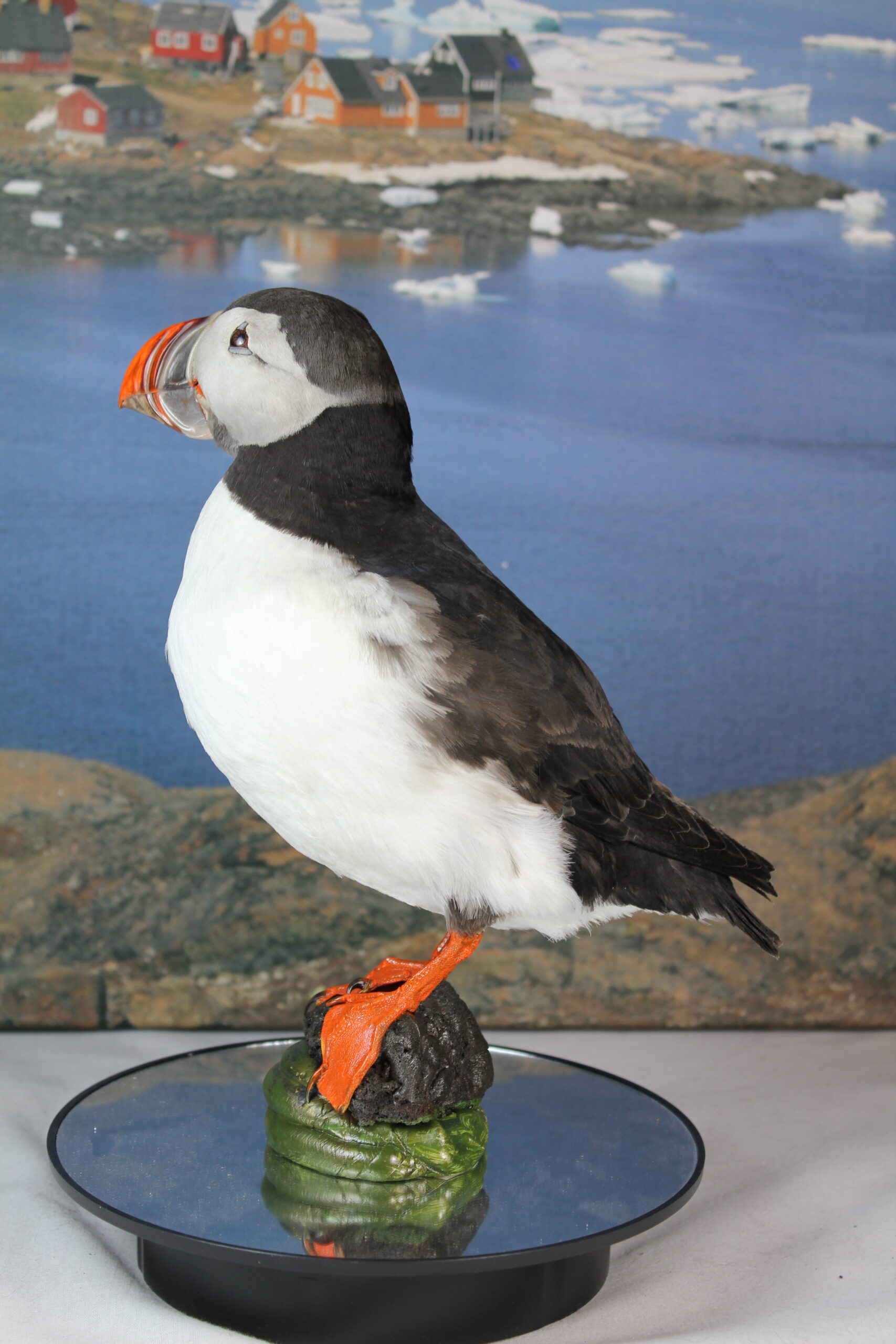 Puffin # 9. Taxidermy - Image 8