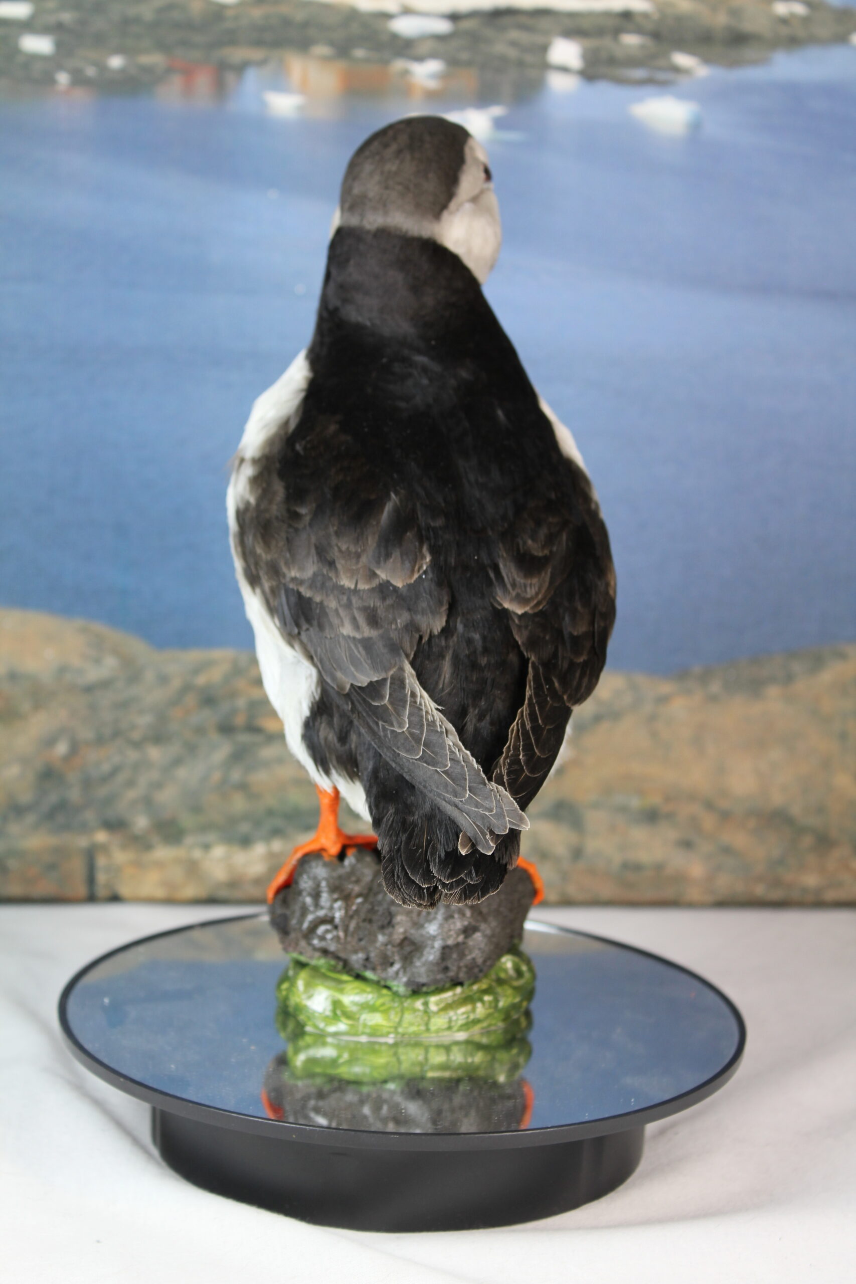 Puffin # 9. Taxidermy - Image 9