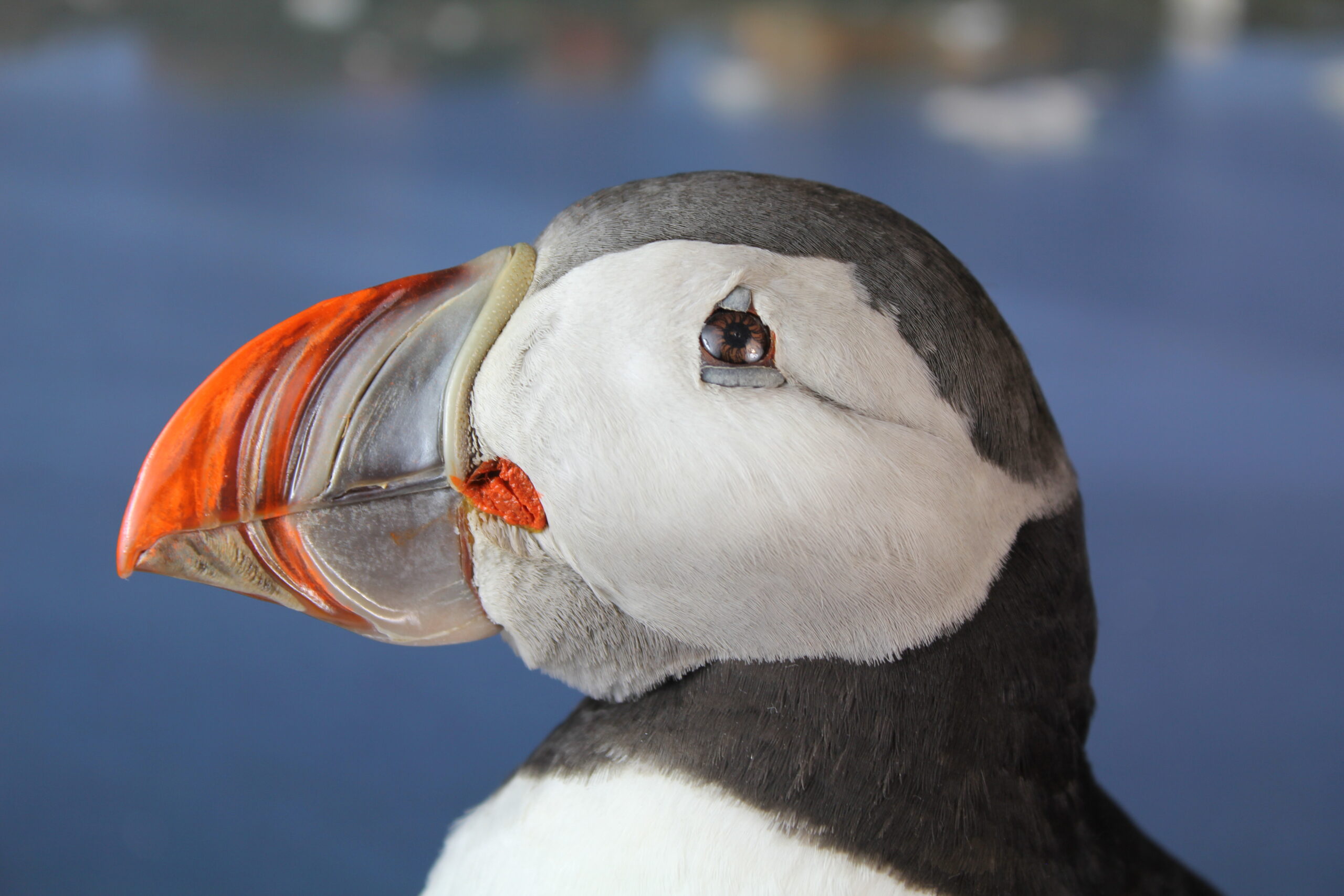 Puffin # 9. Taxidermy - Image 6