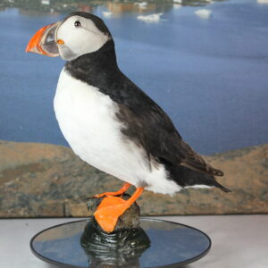 Puffin # 6. Taxidermy