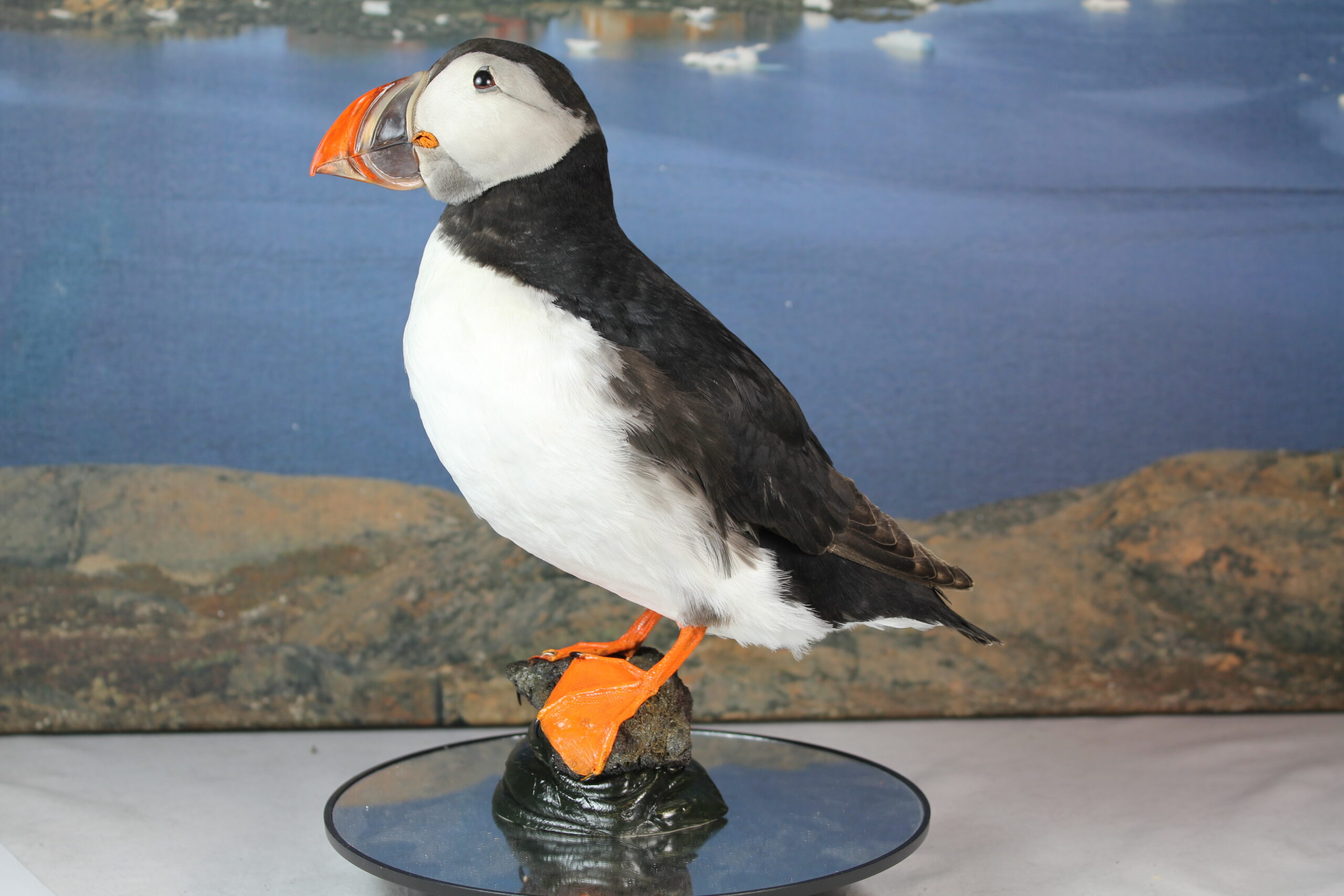 Puffin # 6. Taxidermy