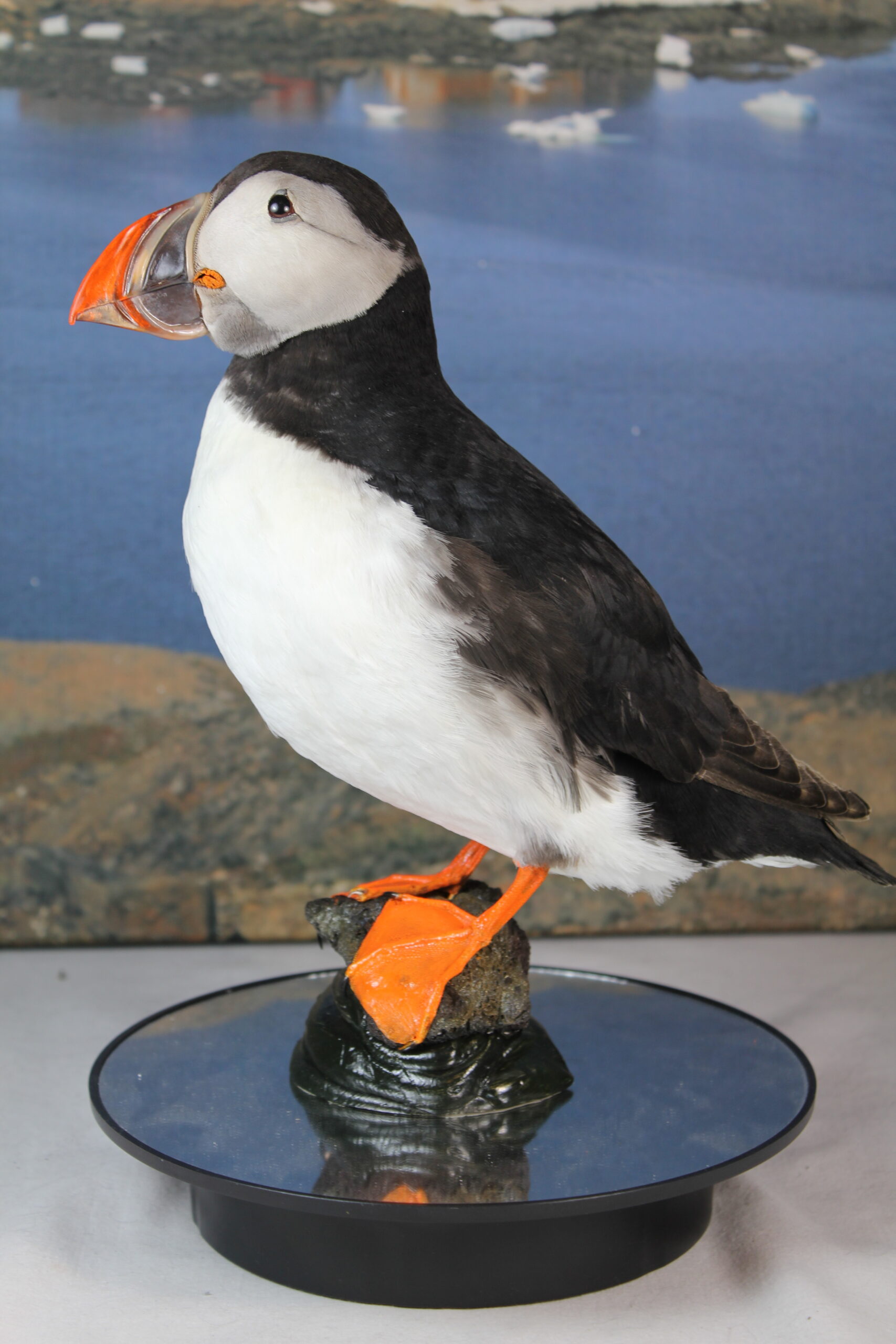 Puffin # 6. Taxidermy - Image 3