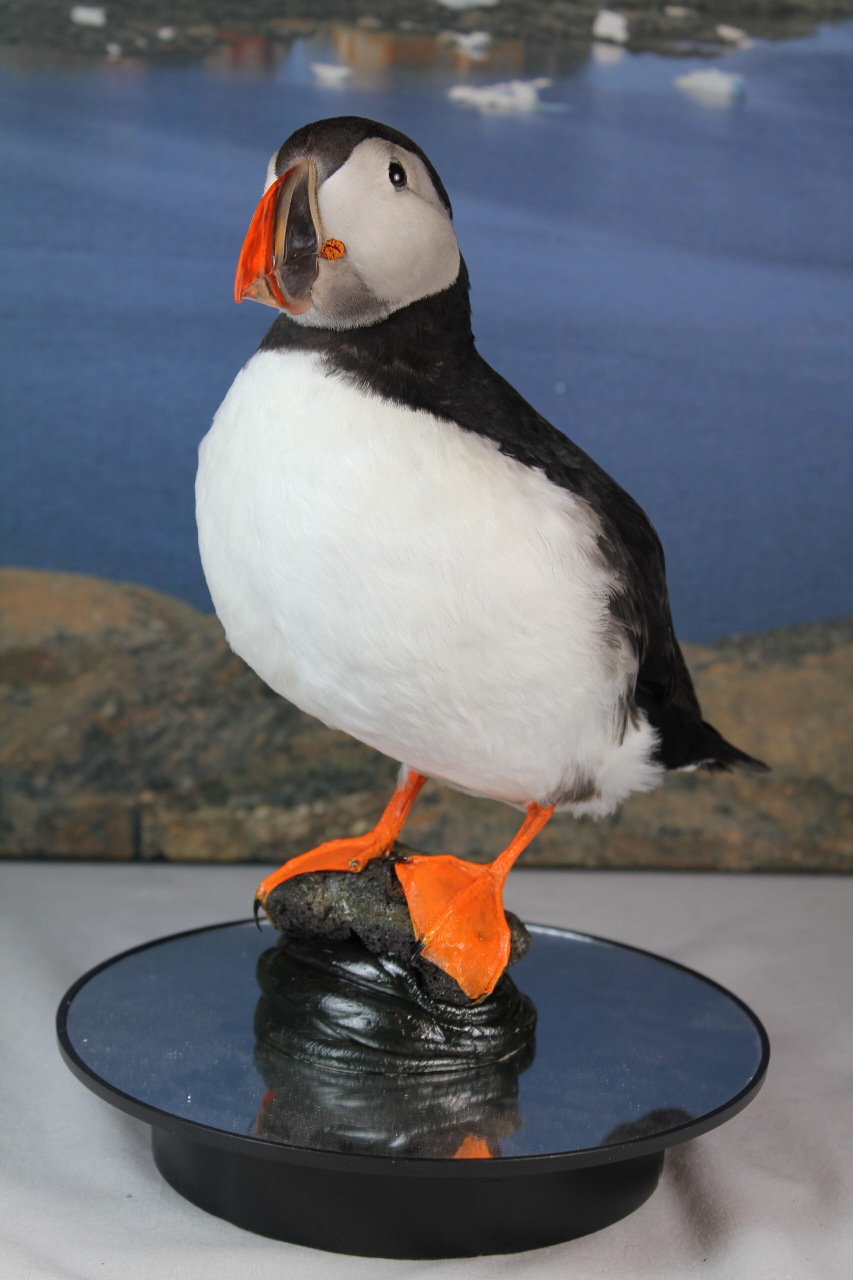 Puffin # 6. Taxidermy - Image 4