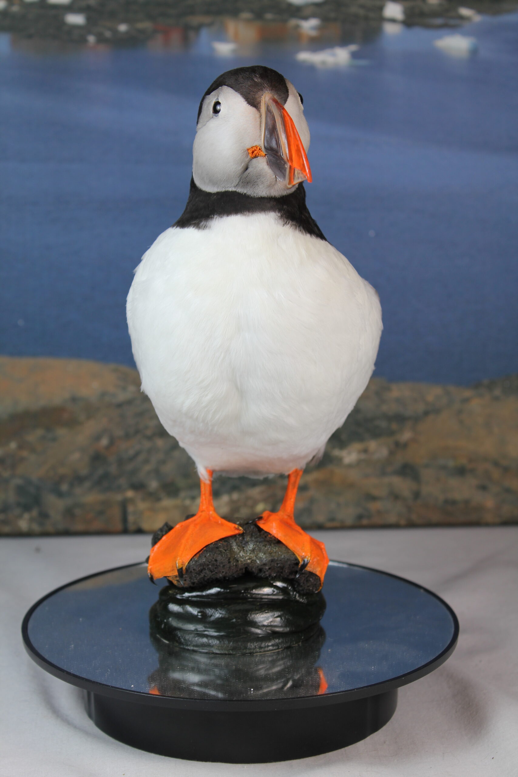 Puffin # 6. Taxidermy - Image 6