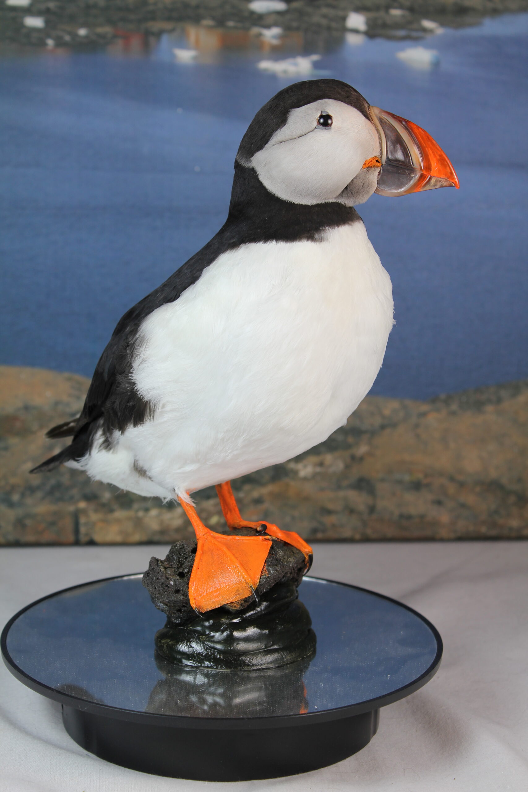 Puffin # 6. Taxidermy - Image 7
