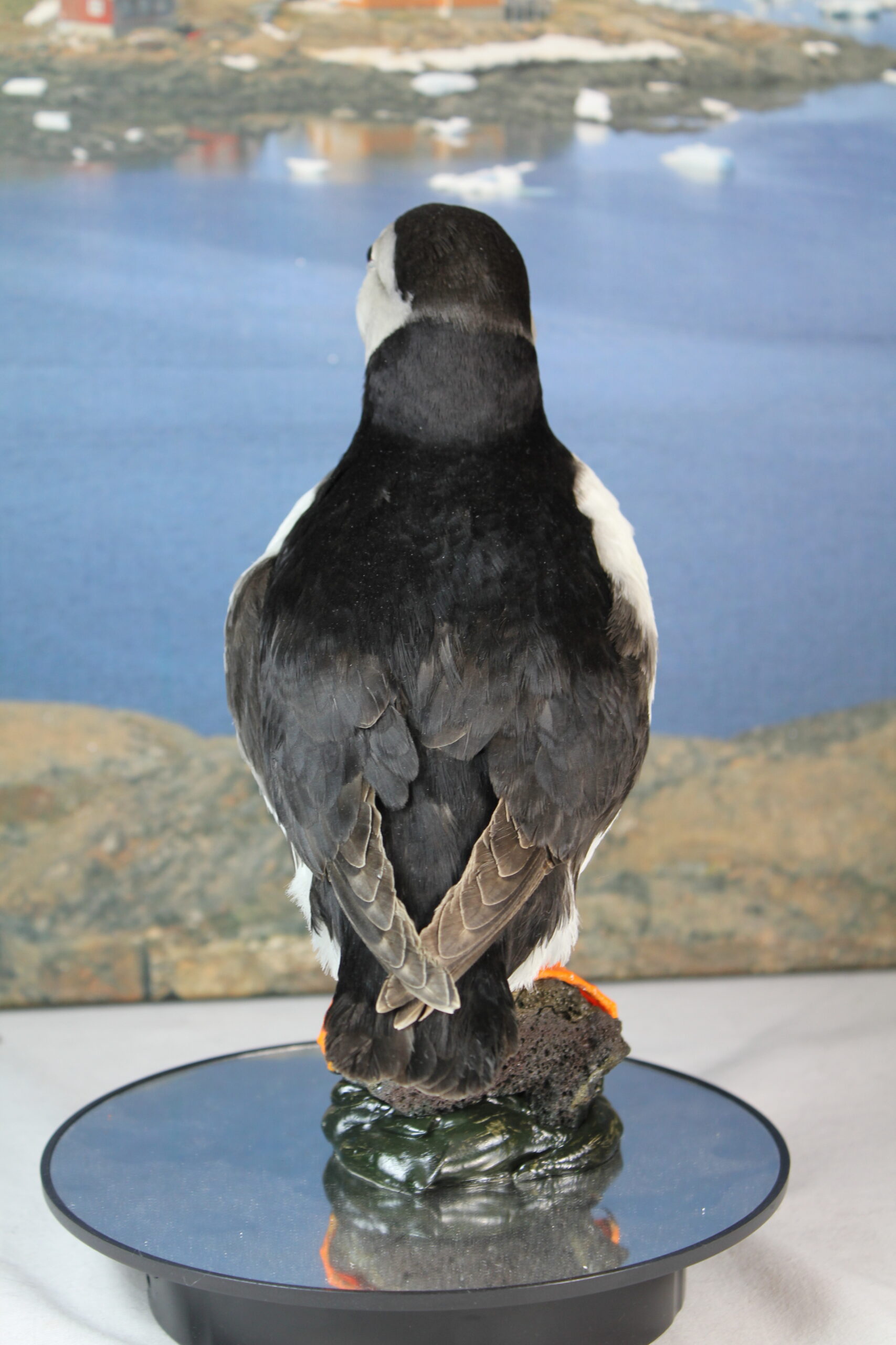 Puffin # 6. Taxidermy - Image 9