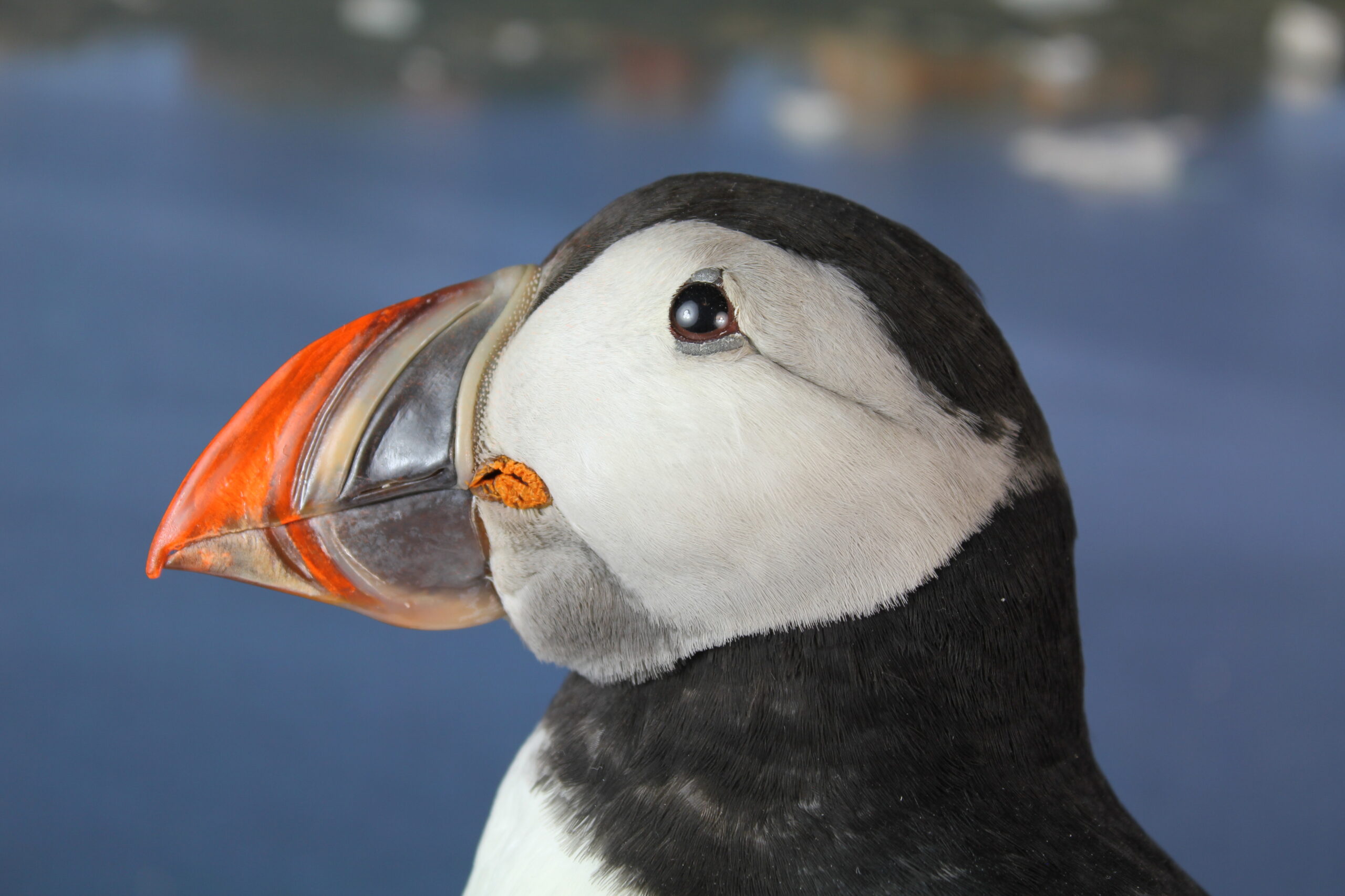 Puffin # 6. Taxidermy - Image 5