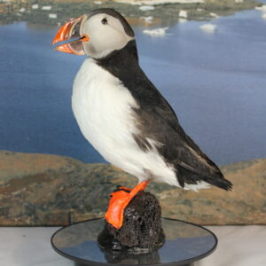 Puffin # 9. Taxidermy