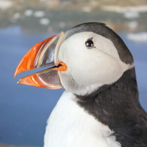 Puffin # 6. Taxidermy