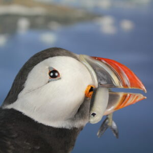 Puffin # 4. Taxidermy