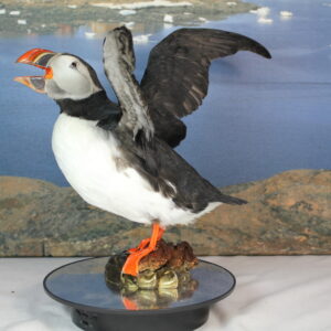 Puffin. Taxidermy