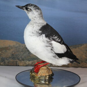 Black Guillemot