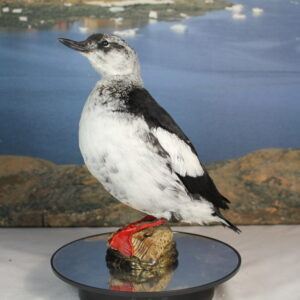 Black Guillemot # 2