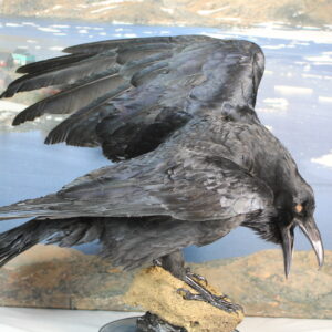 Raven # 2