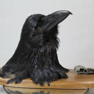 Raven Head