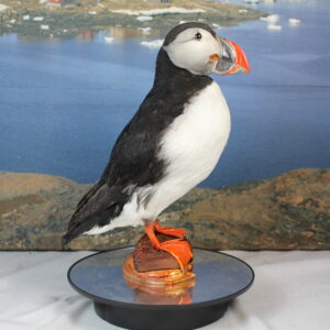 Puffin # 11. Taxidermy