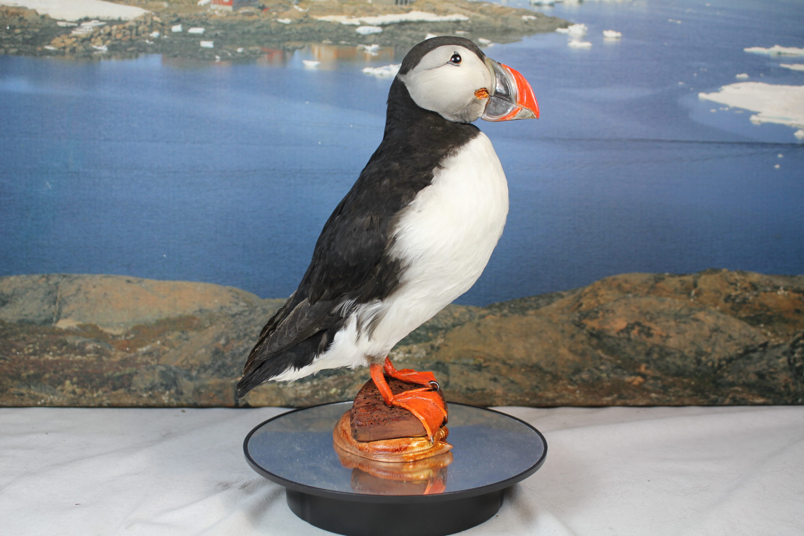 Puffin # 11. Taxidermy