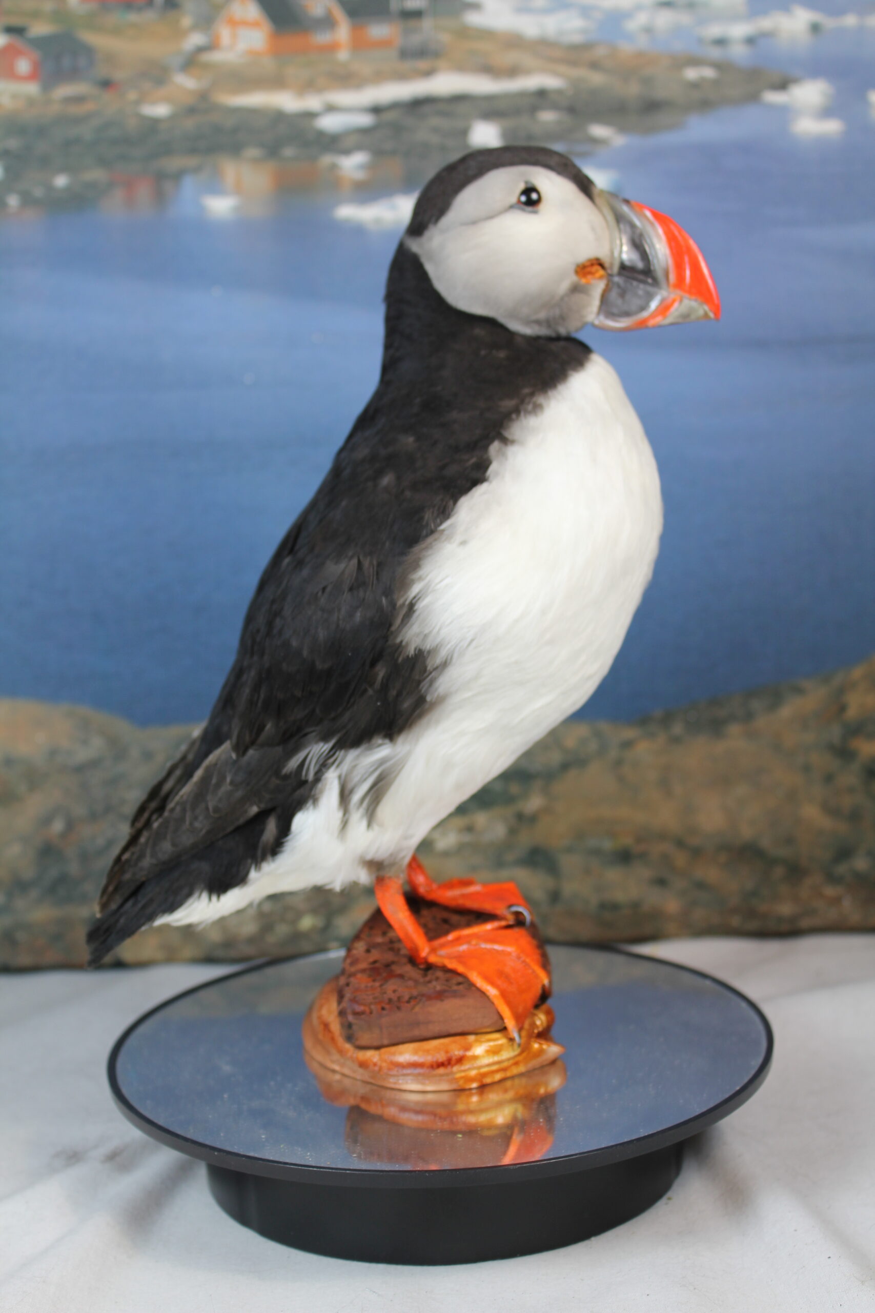 Puffin # 11. Taxidermy - Image 3