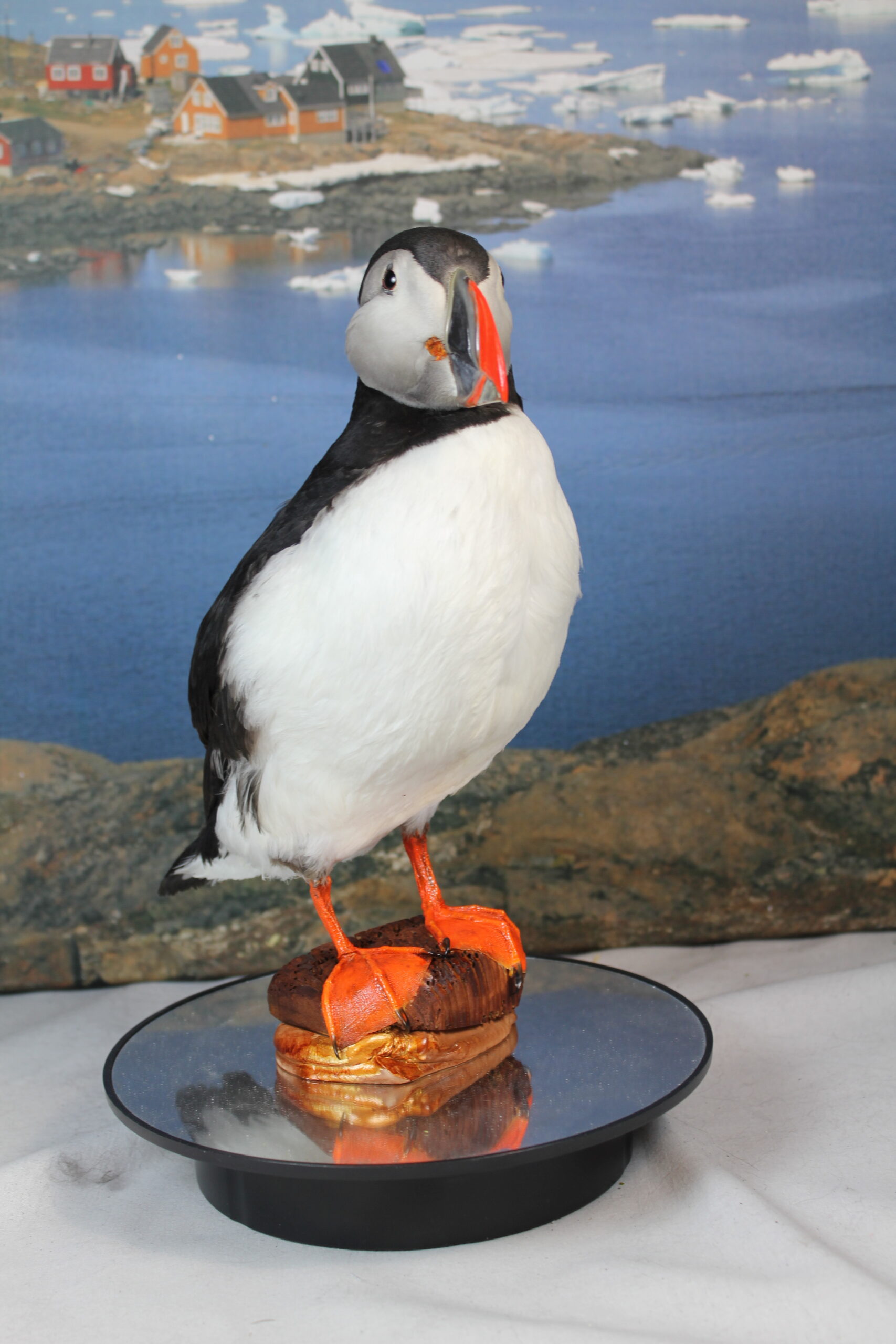 Puffin # 11. Taxidermy - Image 5