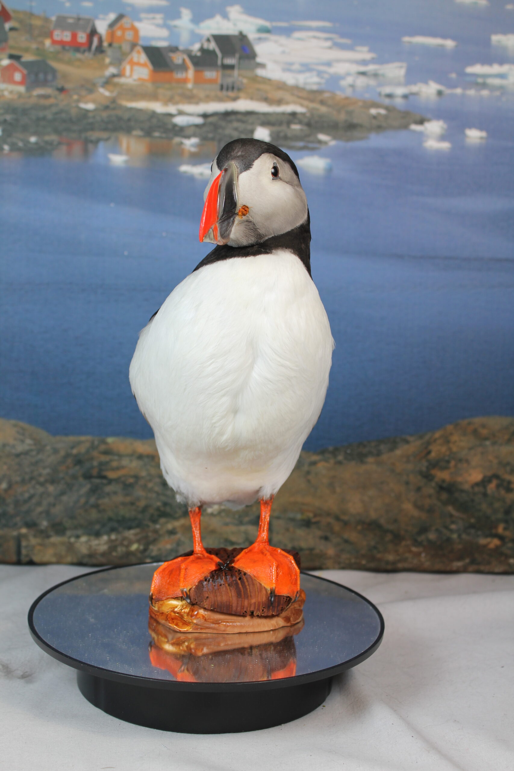 Puffin # 11. Taxidermy - Image 6