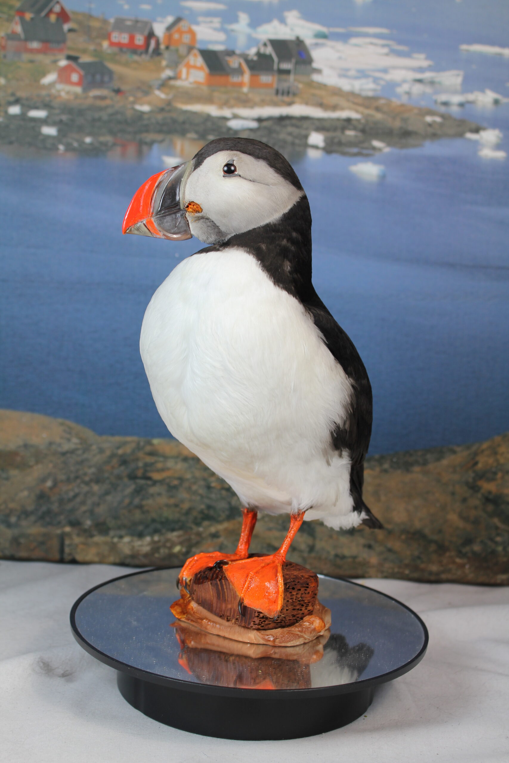 Puffin # 11. Taxidermy - Image 7
