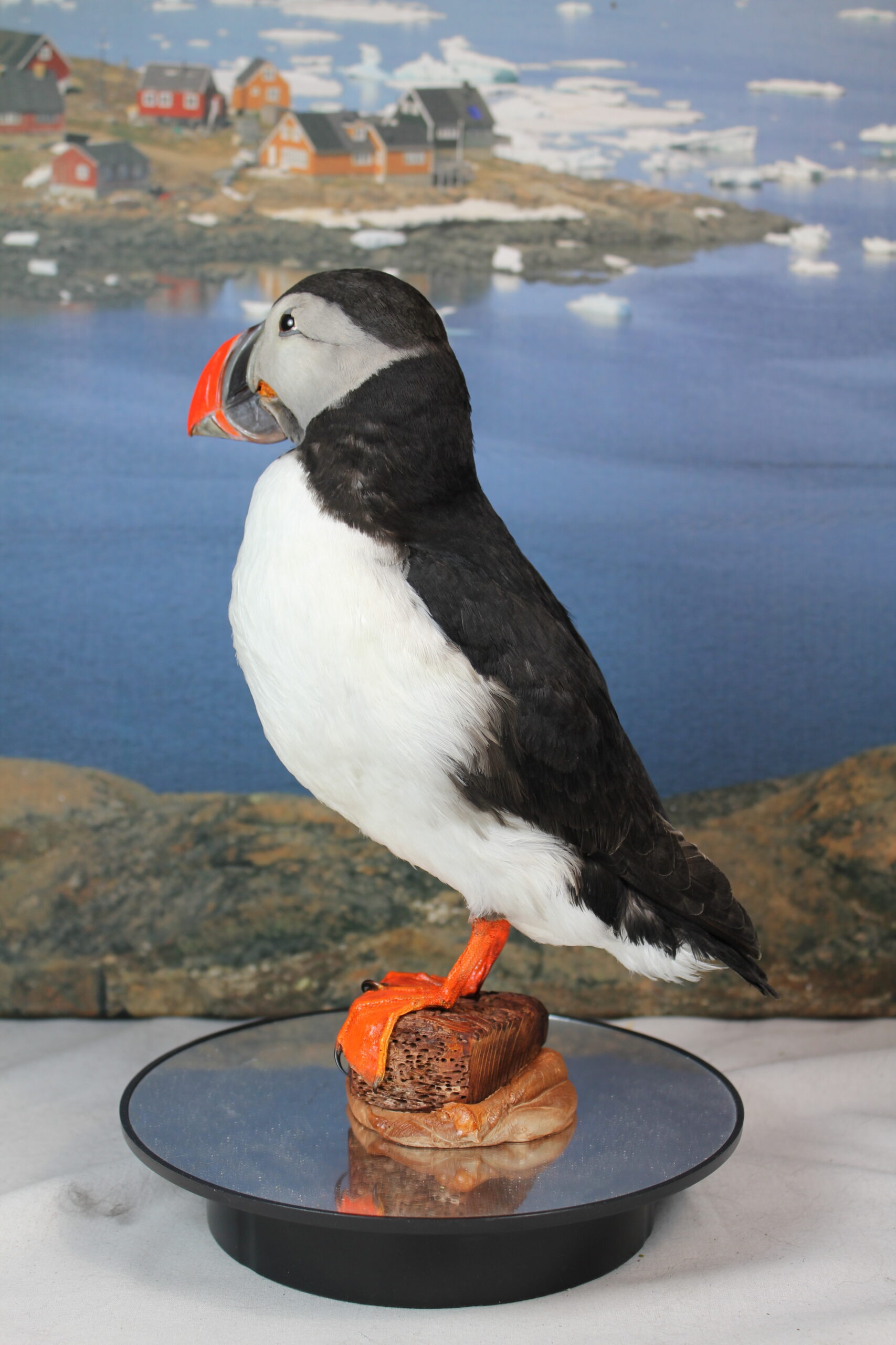 Puffin # 11. Taxidermy - Image 8