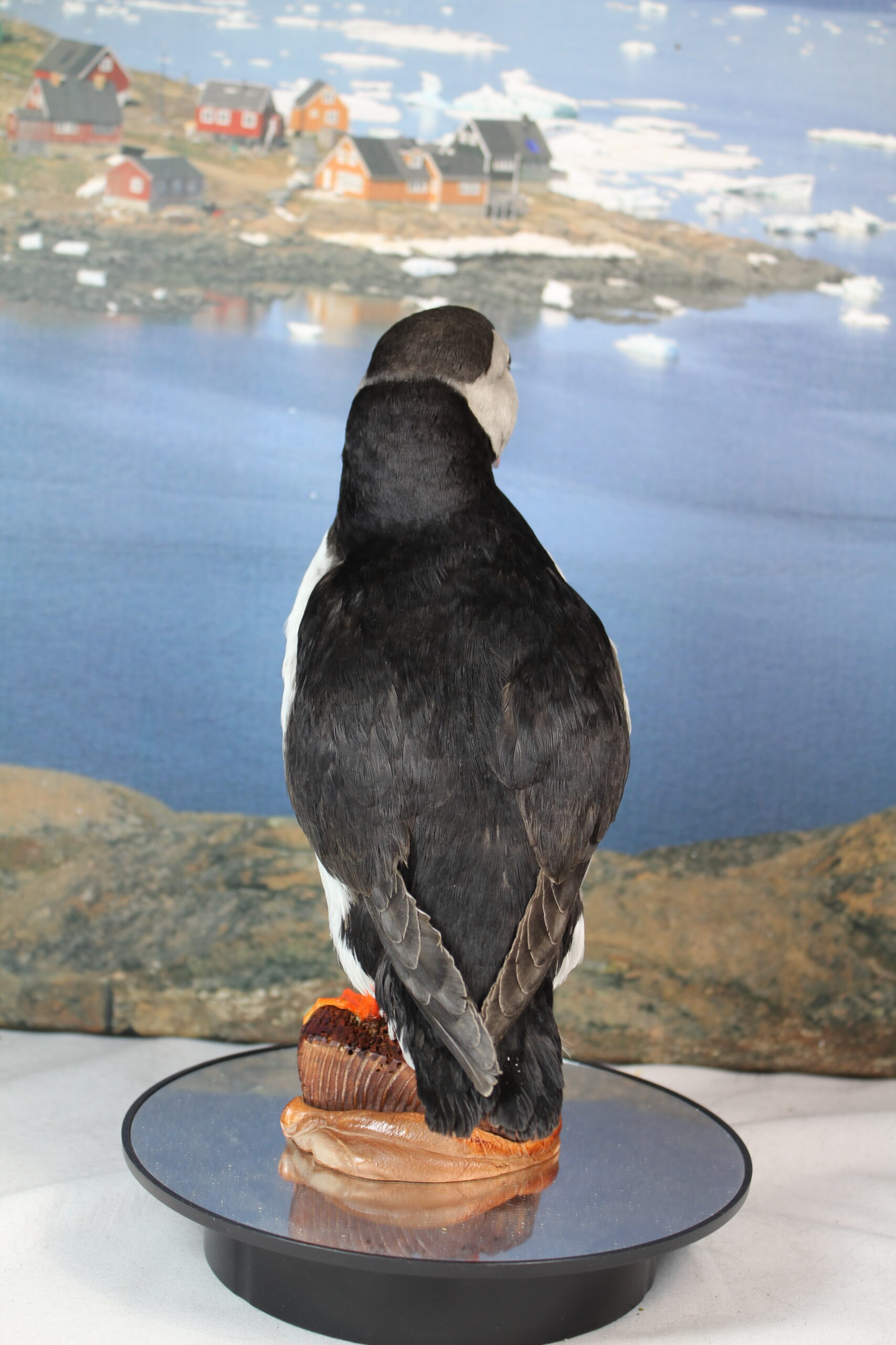 Puffin # 11. Taxidermy - Image 9