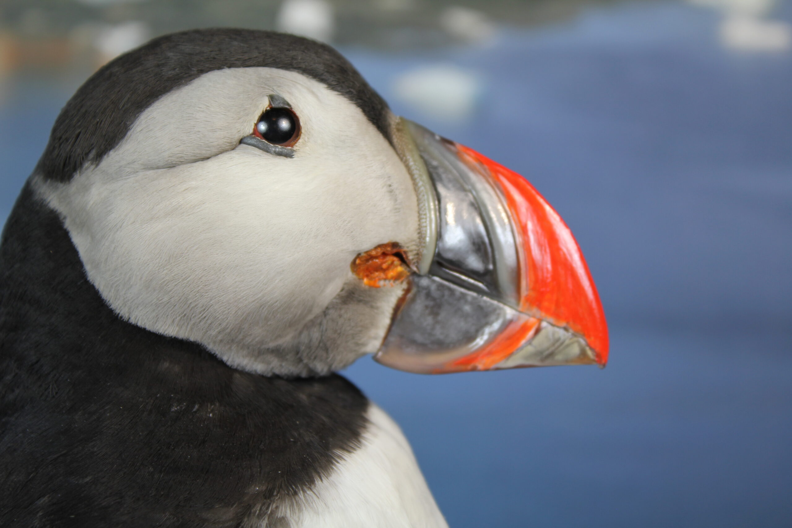 Puffin # 11. Taxidermy - Image 4