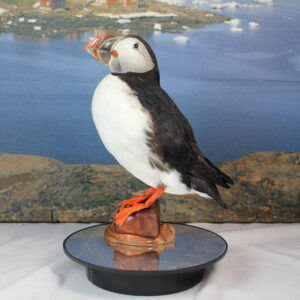 Puffin # 9. Taxidermy