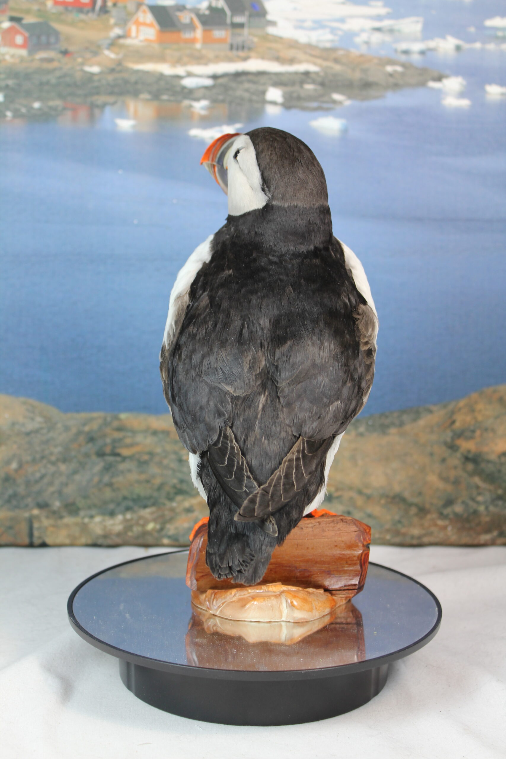 Puffin # 7. Taxidermy - Image 2