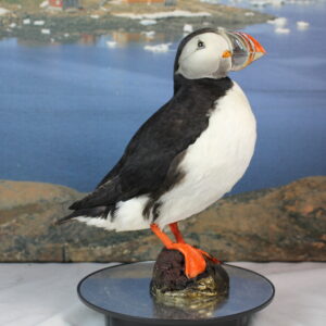 Puffin # 7. Taxidermy